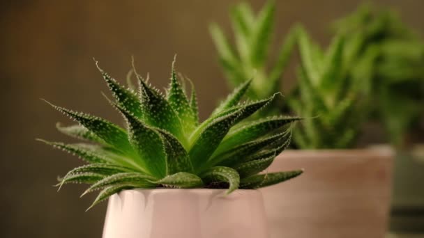 Plante d'intérieur succulente — Video