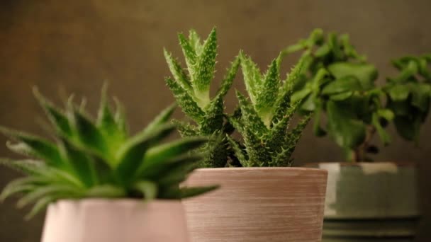 Кімнатні кімнатні рослини соковиті — стокове відео