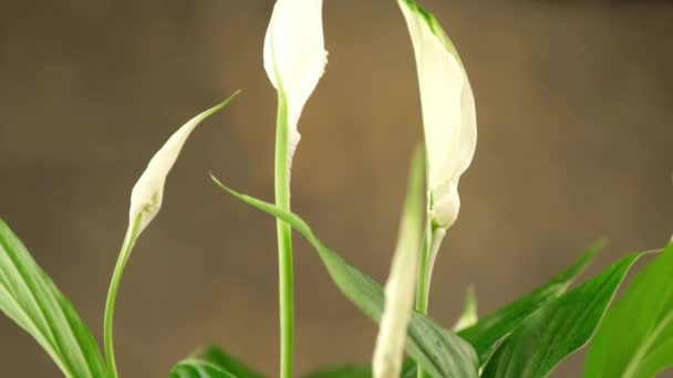 Белое растение-спатифиллум в цвету — стоковое видео