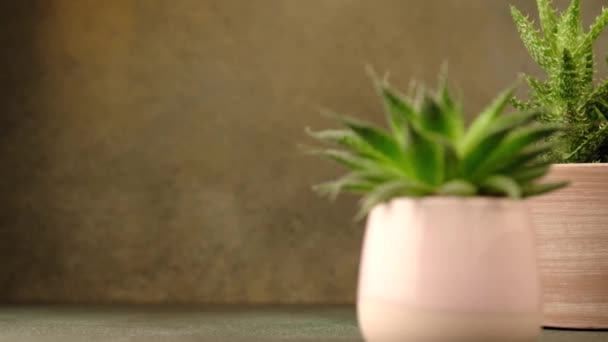 Zimmerpflanze Sukkulente — Stockvideo