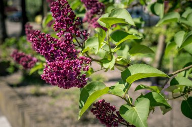 Bahar bahçesinde mis kokulu leylak çalısı