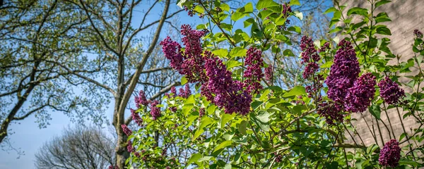 Fragrant lilac bush in the spring garden