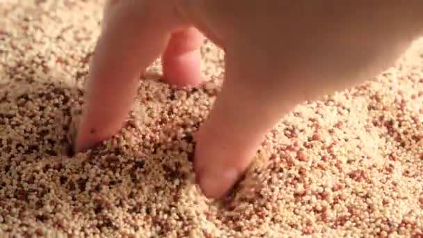 Weiße rohe Quinoa rotiert — Stockvideo