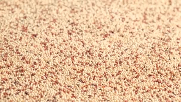 Vit rå quinoa roterande — Stockvideo