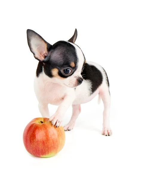 Um cachorro e maçã — Fotografia de Stock