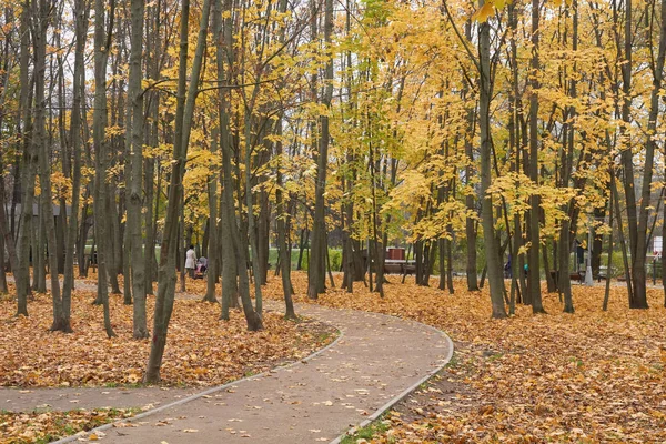 秋にカエデの森 — ストック写真