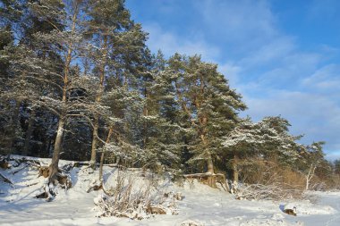 Kışın çam ormanları