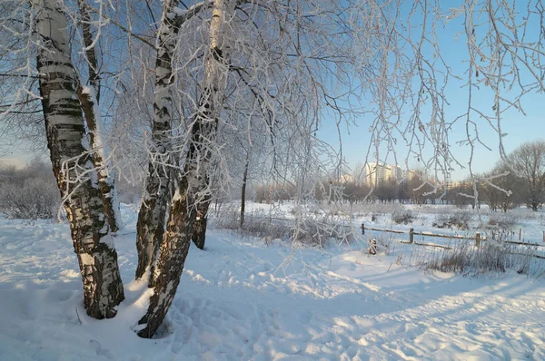 Berkenbomen in het park — Stockfoto