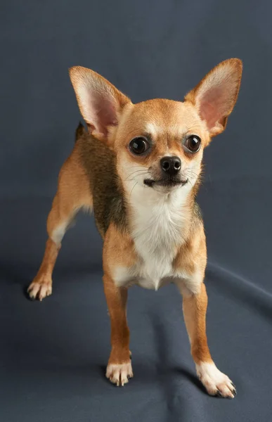 Chihuahua bir köpek yavrusu — Stok fotoğraf