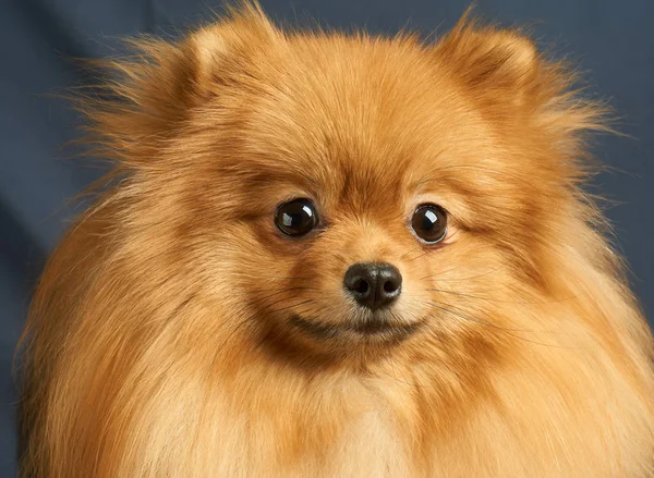 Πορτρέτο του σκύλου — Φωτογραφία Αρχείου