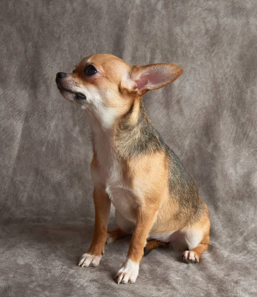 Cucciolo di Chihuahua — Foto Stock