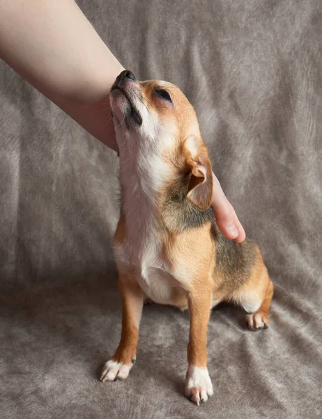 Chihuahua de traços de mulher — Fotografia de Stock