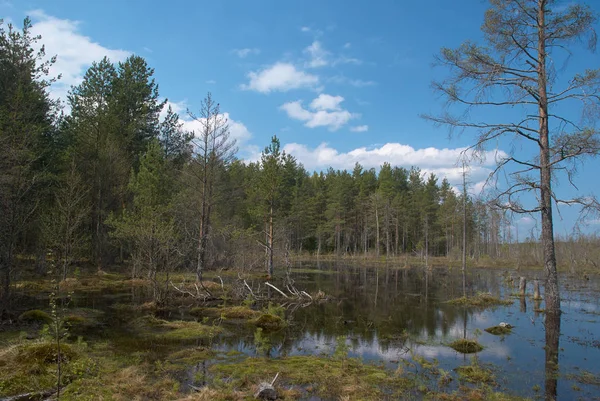 Bažiny a lesy — Stock fotografie