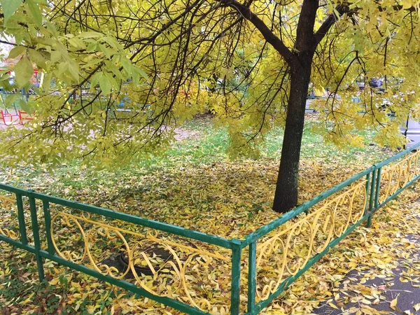Autumn foliage under the tree — Stock Photo, Image