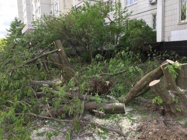 Moskova'da kasırganın ardından