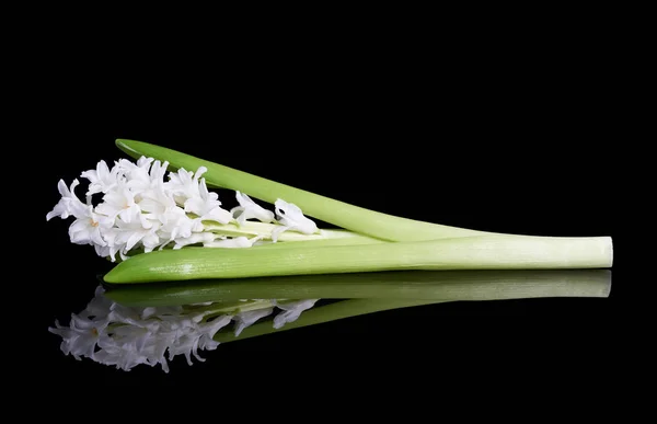 Witte hyacinten op zwart — Stockfoto