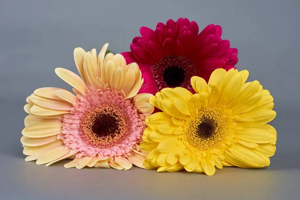 Trzy kwiaty gerbera — Zdjęcie stockowe