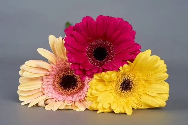 Trzy kwiaty gerbera — Zdjęcie stockowe