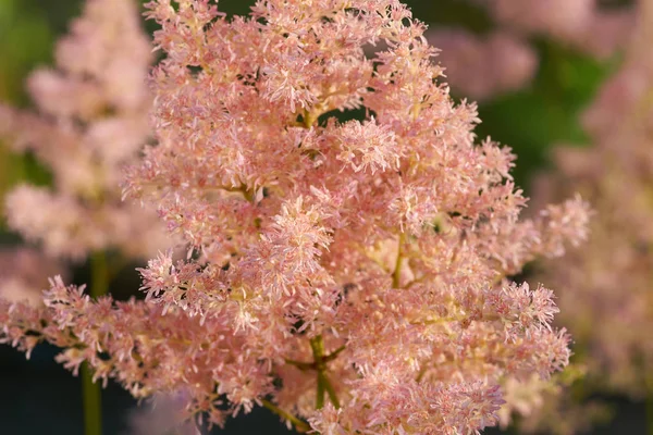 Roze astilbe in de tuin — Stockfoto