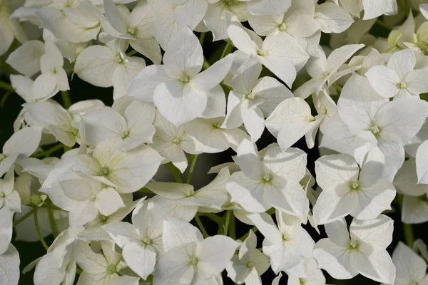 Beyaz çiçek ortanca arborescens