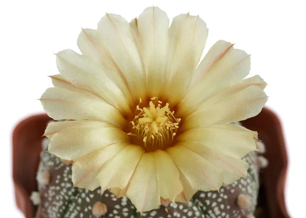 Cactus. Astrophytum asterias — Stock Photo, Image