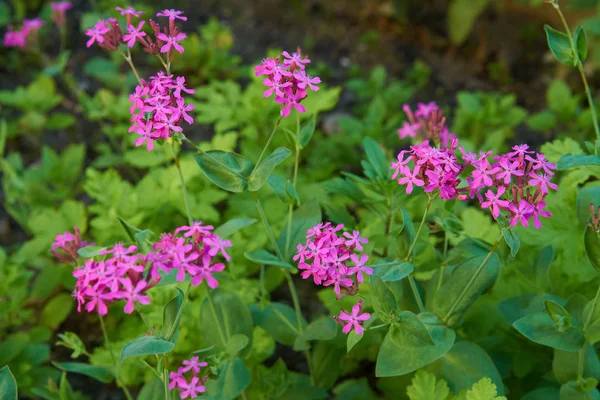 Vilda blommor i sommar — Stockfoto