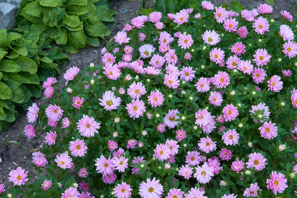 Petits asters roses — Photo