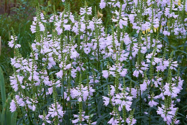 Foxgloves kwiaty. Glikozydy naparstnicy — Zdjęcie stockowe