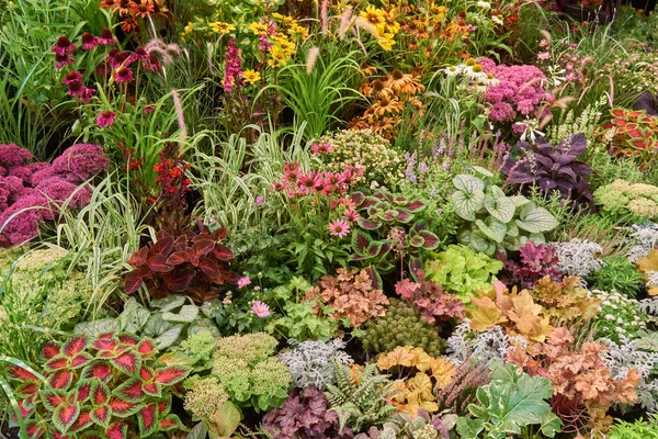 Vele bloemen en planten — Stockfoto