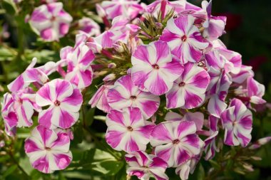 Phlox çiçekler açık havada