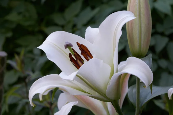 Zbliżenie z białych lilii — Zdjęcie stockowe