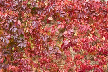 Vahşi tırmanma üzüm