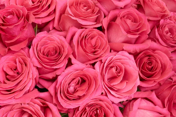Many pink roses — Stock Photo, Image