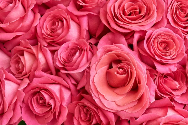 Vele roze rozen — Stockfoto