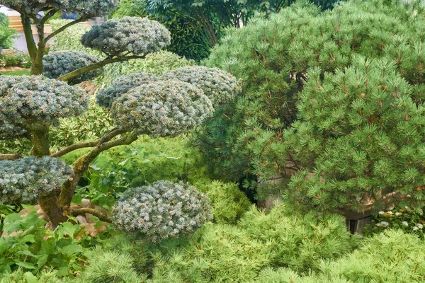 Arbustos, arbustos e árvores de coníferas — Fotografia de Stock