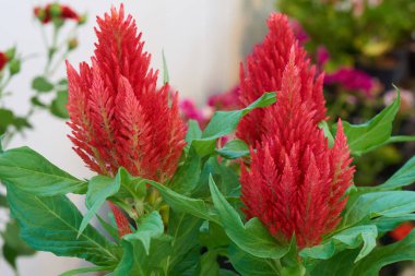 Kırmızı celosis evde