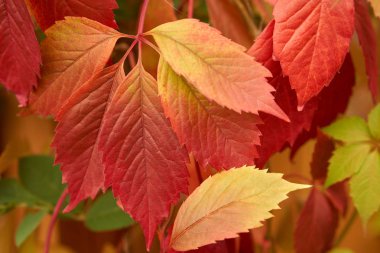 Vahşi tırmanma üzüm