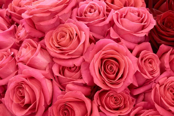 Many pink roses — Stock Photo, Image