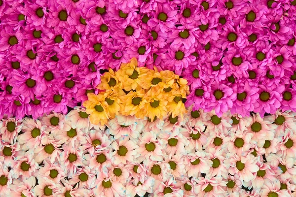 Fondo de crisantemos florecientes — Foto de Stock