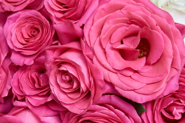 Many pink roses — Stock Photo, Image