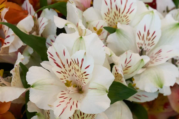 Bouquet de belles fleurs blanches — Photo