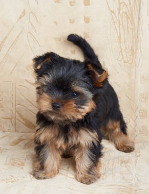 Bej renkli arka plan üzerinde bir köpek yavrusu