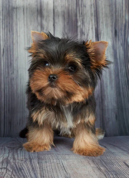 Um cachorrinho no chão — Fotografia de Stock