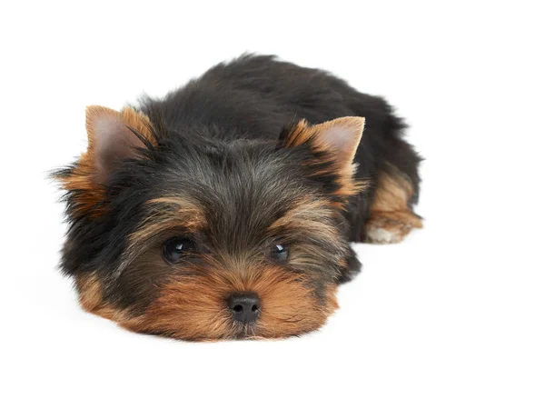 Um cachorro em branco — Fotografia de Stock