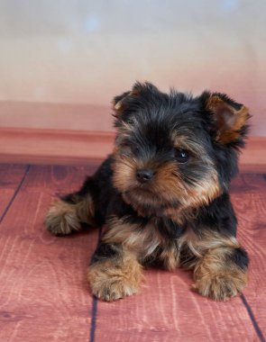 Yerde bir köpek yavrusu