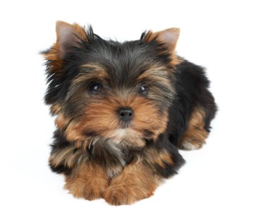 Beyaz üzerine sevimli köpek yavrusu