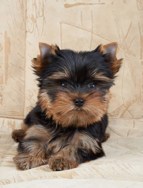 Bej renkli arka plan üzerinde bir köpek yavrusu — Stok fotoğraf