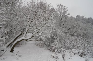 parkta güzel kış sahne