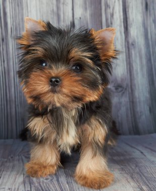 Yerde bir köpek yavrusu