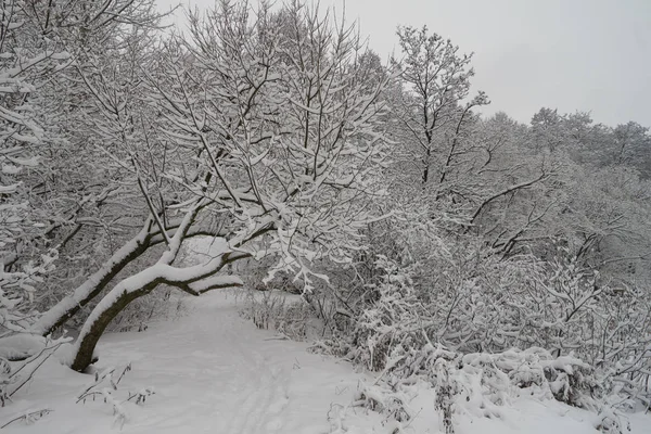 Hermosa escena de invierno en el parque — Foto de Stock